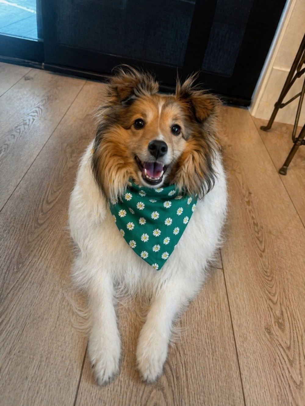 Spring Flowers Scrunchie Dog Bandana Collar - Size Chart in Photos